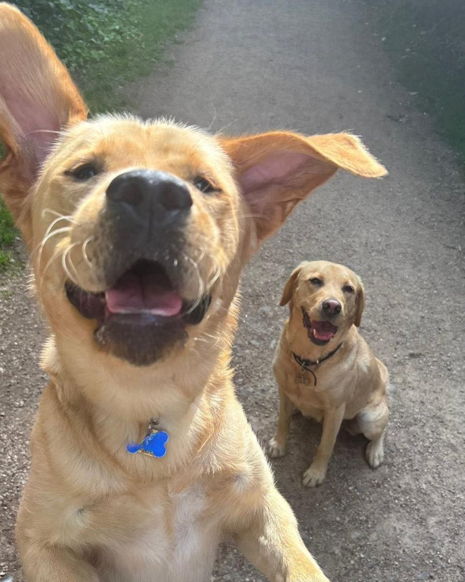 guidedogs's tweet image. While puppy Kendrick isn’t taking to the stage at the Tottenham Hotspur stadium tonight, he’s definitely stealing the show 🐾

Did someone say star power? Watch out @kendricklamar 🎤

[VD: see alt text]

#GuideDogs #Kendrick #KendrickLamar @SpursStadium