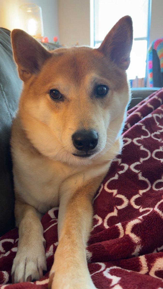 rock_chalk_sara's tweet image. My sweet baby boy is missing. He hopped the fence at my dad’s around 101st/Antioch in Overland Park last night around 5 pm. He is microchipped and I’ve reported him missing in PetKey. Please let me know if you see him or know anything. I’m so devastated I can’t even function.