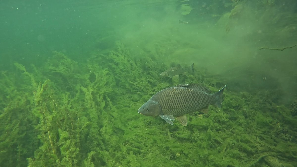 MilHiVisualized's tweet image. First two carp today while snorkelling and they were huge. I am not sure I got the first on camera.