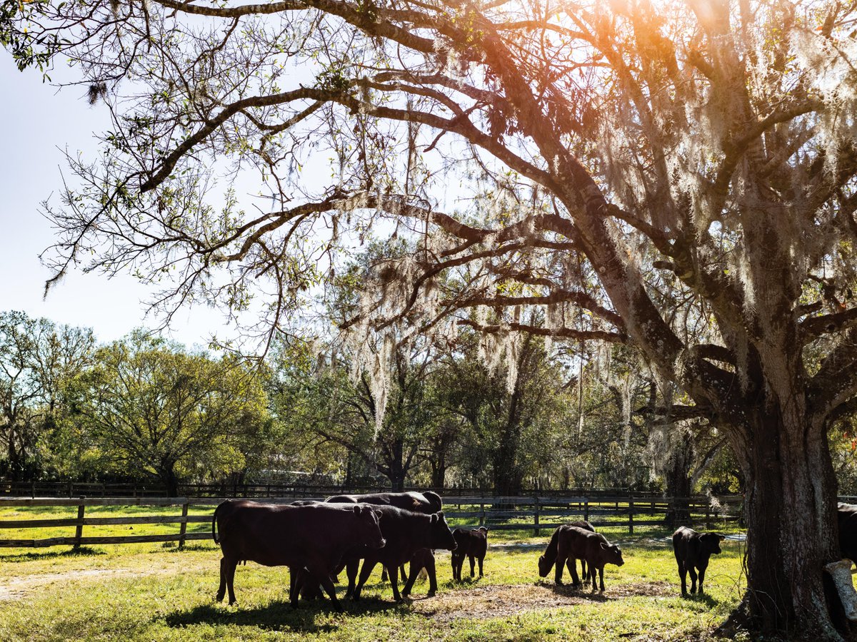 FlaFarmBureau's tweet image. For Florida farmers, ranchers, and rural communities, the "One Big Beautiful Bill” delivers meaningful wins across the board.
Read more: loom.ly/FHKb8BU