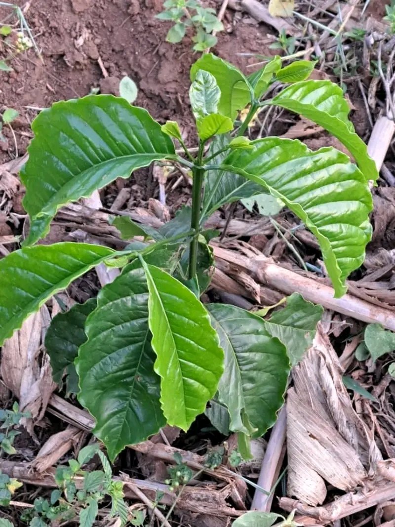 ByarugabaRemi's tweet image. I am looking for 10 people with 5acres of land and above to support in growing coffee this season
@AaronKaviiri @kamukamafredie @GKatabazi @JackieAkampwera @assempebwa @AKasingye @DuncanAbigaba .