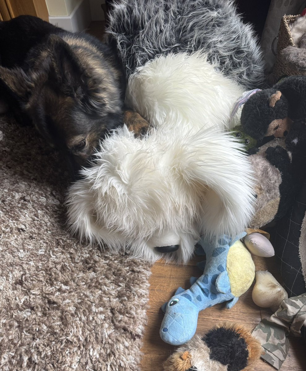 RPDBelle's tweet image. Why do humans feel a need to tidy up? I don’t want all of my toys in one place, I now have to move them back into the kitchen, such a waste of time!