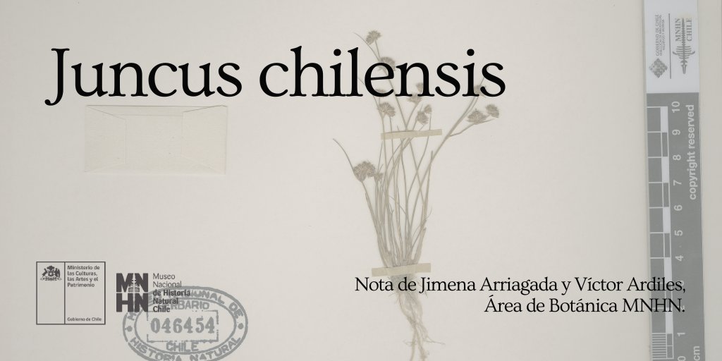 Víctor Ardiles y Jimena Arriagada, del Área de Botánica del MNHN 🌿 nos aportan una nueva entrega sobre ejemplares del Herbario Nacional y que están en nuestro Herbario Digital.
Hoy conocemos a la 𝘑𝘶𝘯𝘤𝘶𝘴 𝘤𝘩𝘪𝘭𝘦𝘯𝘴𝘪𝘴 Gay.

La nota, acá 👉🏻 tinyurl.com/6vekvytf