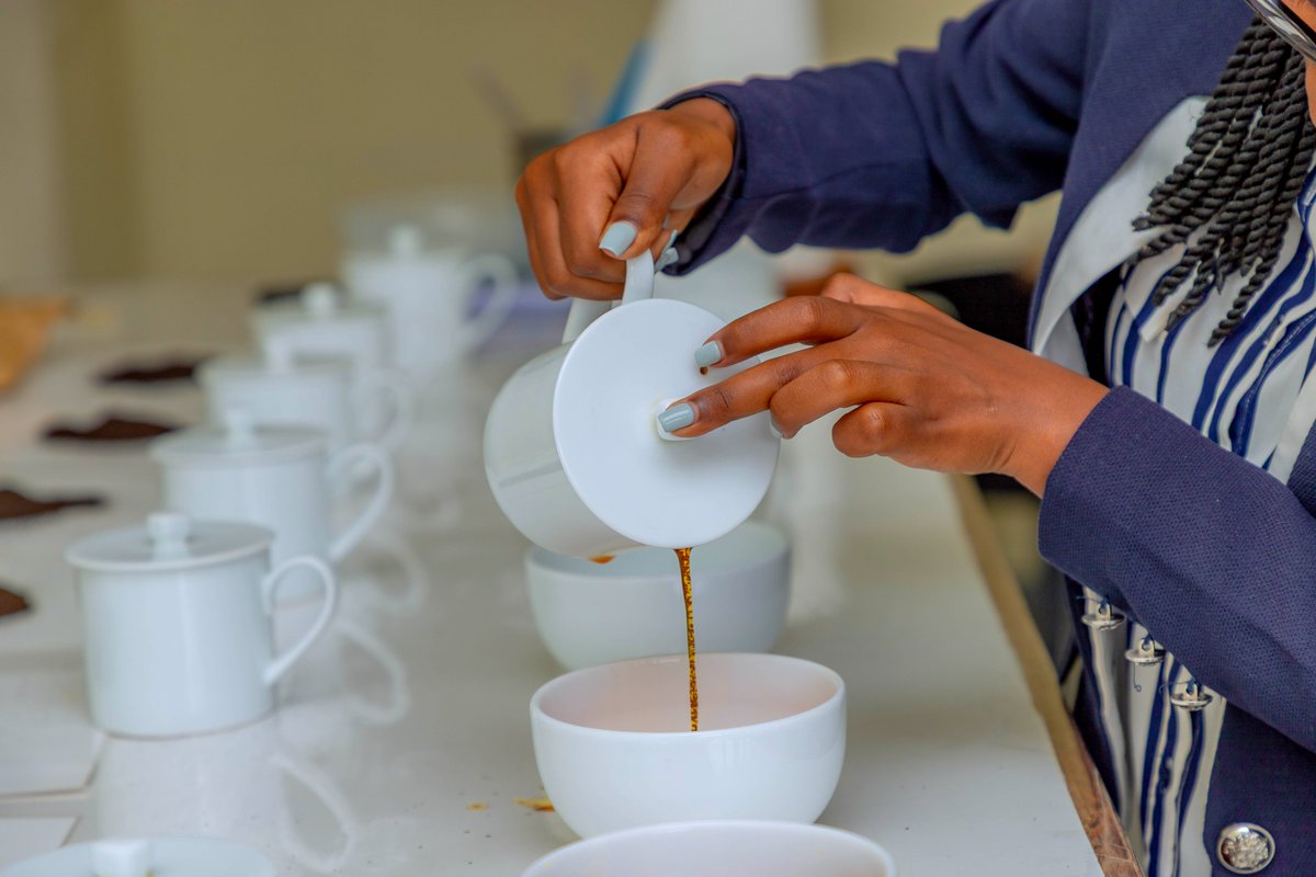 SilverbackTea's tweet photo. From Pfunda Tea Estate to Your Cup
Every Silverback Tea batch is crafted with care—from hand-plucked leaves to expertly processed flavors.
The result is a consistently exceptional tea experience.
#SilverbackTea #PfundaTeaCompany #LeafToCup https://t.co/DwxicIrvLw