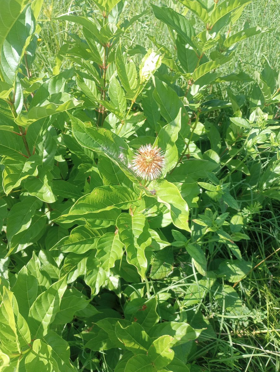 HemmerleinLee's tweet image. Found the plant growing on the farm while walking the fields this weekend, goggle says it is Buttonbush. I will have to try to move it later. It is not growing in a place that works for me, middle of a pasture and hay cutting area.