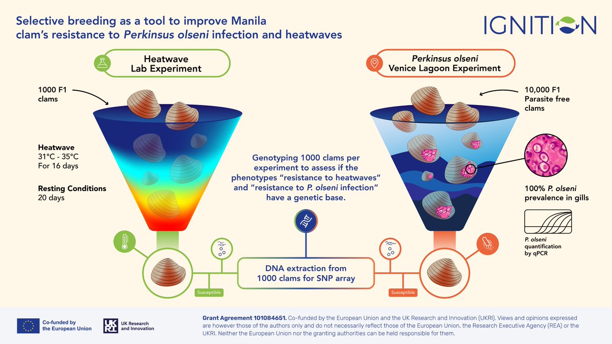 IGNITION (@ignition__eu) on Twitter photo 🔥🦠Can science help clams survive heat and disease?
🧬We’re using selective breeding to give Manila clams a better chance against heatwaves and Perkinsus olseni parasite. See how this approach could strengthen shellfish farming in a warming world!🦪
ℹ️ ignition-project.eu 🔥🦠Can science help clams survive heat and disease?
🧬We’re using selective breeding to give Manila clams a better chance against heatwaves and Perkinsus olseni parasite. See how this approach could strengthen shellfish farming in a warming world!🦪
ℹ️ ignition-project.eu