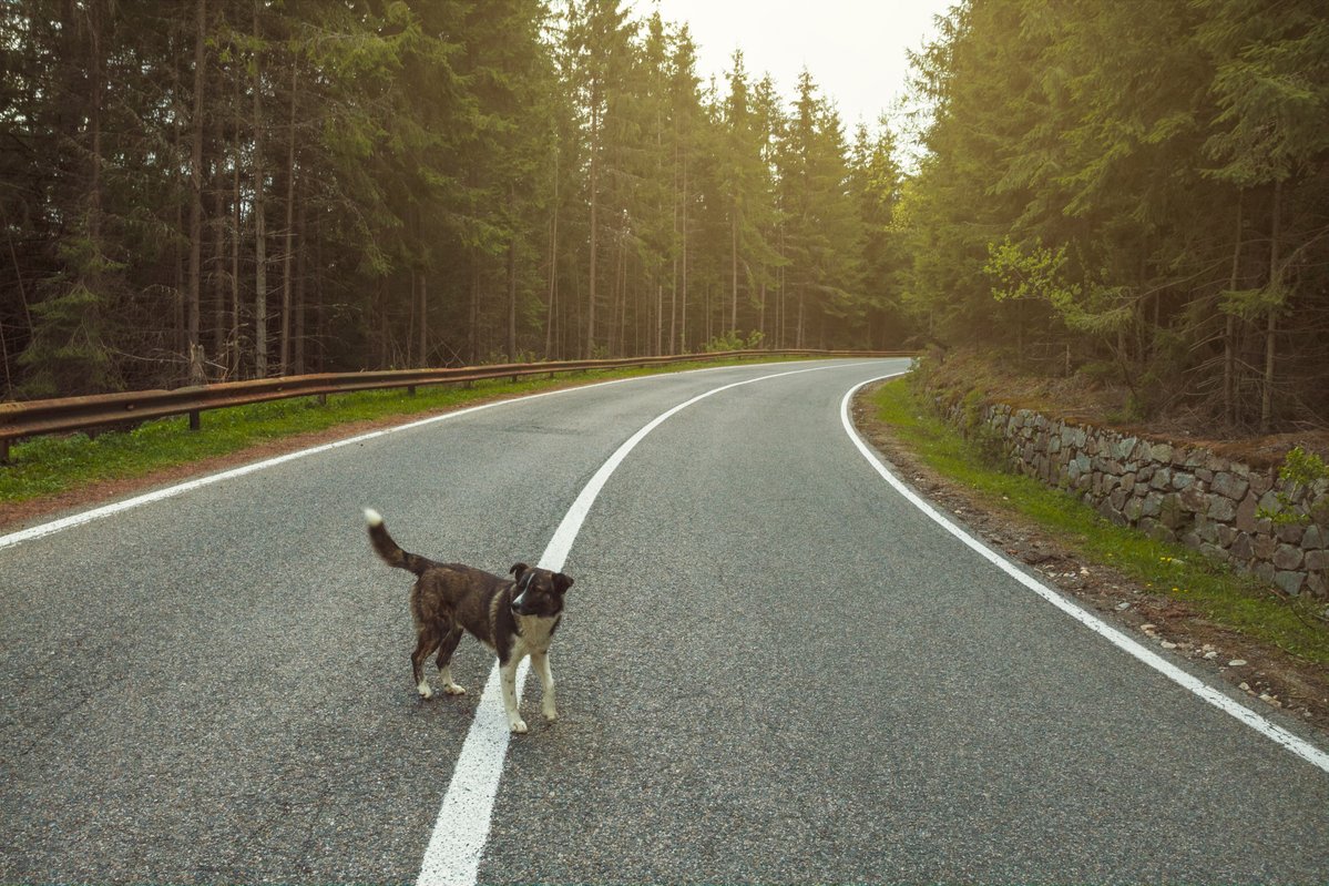 CSP_News's tweet image. You’d slam on the brakes for a dog in the road. Would you do the same for a person at a crosswalk? Let’s keep that same energy for human lives.