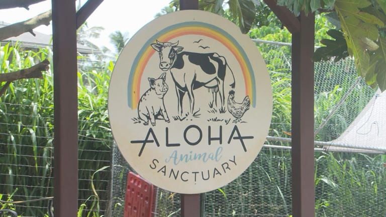 NOT_CFJ's tweet image. "Windward Oahu animal sanctuary in danger of shutting down"
msn.com/en-us/travel/n…
PLEASE DONATE: gofundme.com/f/help-save-al…
@therock @amandaschull @k_grugierhill @brunomars @hawaiiNewsNow @hawaiian105kine @jackjohnson @taimanegardner @kala_dacaptain @prideofgypsies #Hawaii🤙