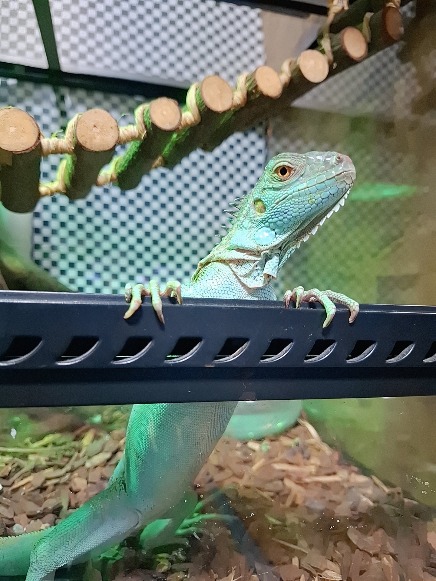 イグアナ - Search / X