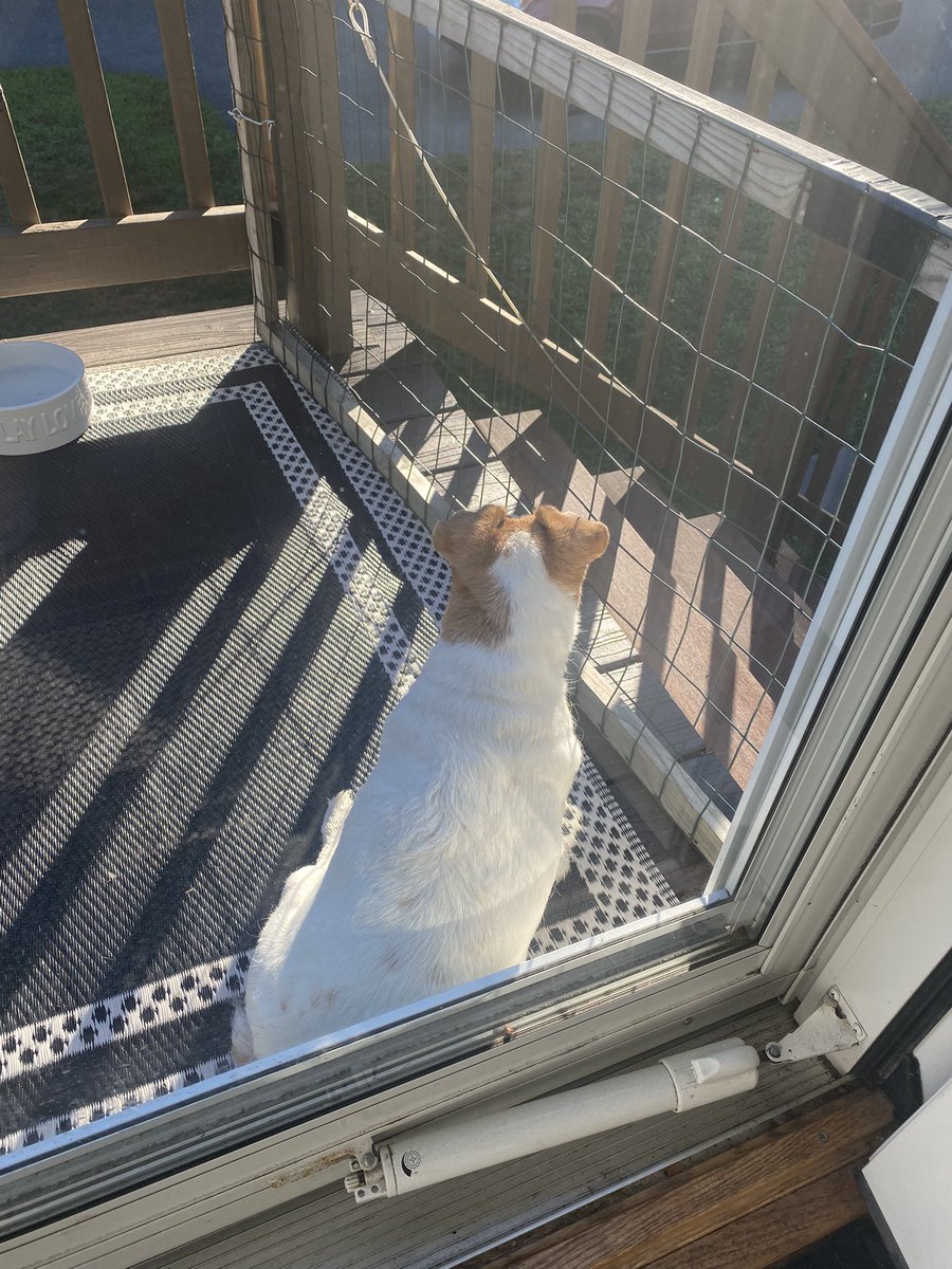 DaisyMaeJack's tweet image. Early morning surveillance from my tower dis morning. All clear. Happy Tuesday. Sorry no #TOT while on dooty 🐾♥️ #ZSHQ #tuesdayvibe #pawtrol