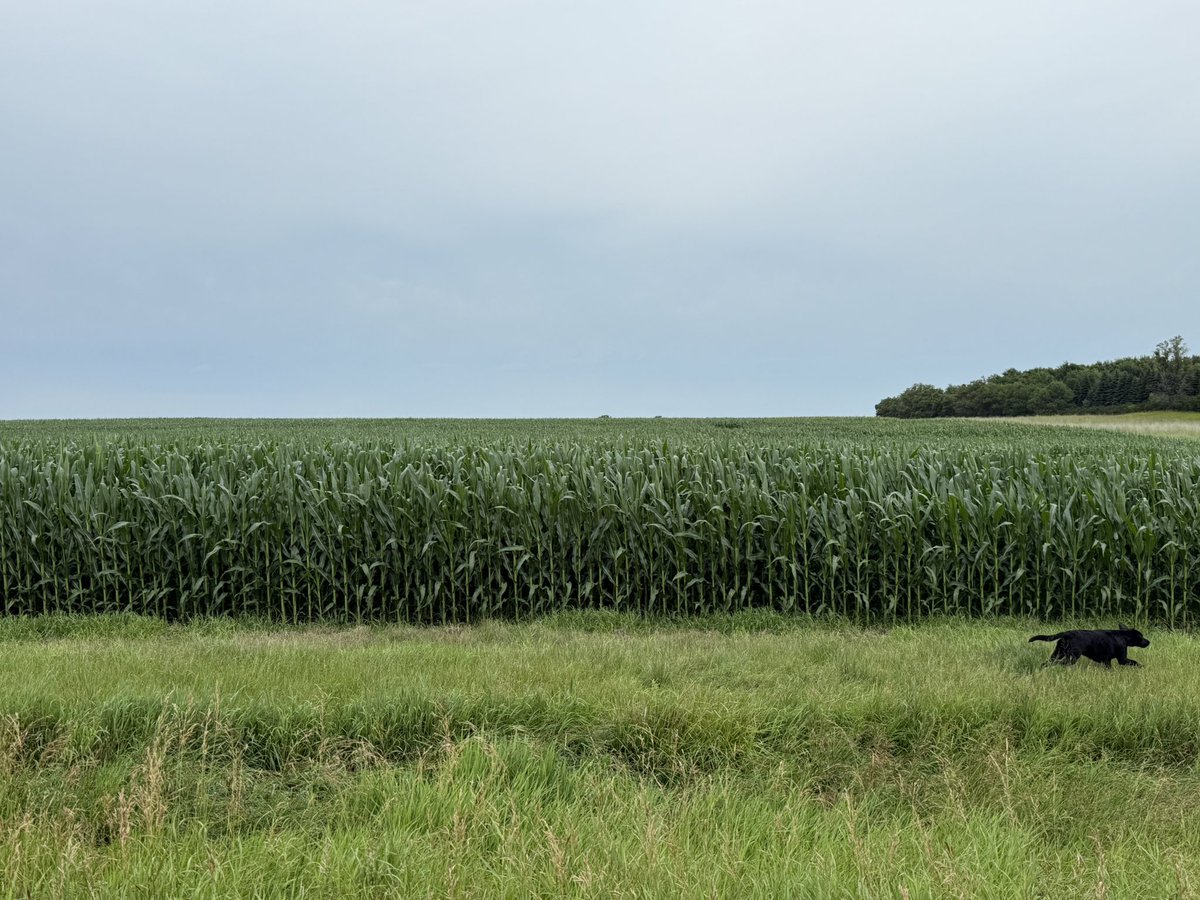 5150Farms's tweet image. 98 day Planted May 8 and it’s not tassled yet👀