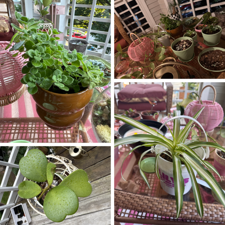 The 2025 Passionate Pack Challenge showcased how purpose can boost well-being. From upcycling, gardenting &amp; getting outside, NC State staff &amp; faculty are making small actions count. What will fuel your sustainable passions?

Learn more: news.hr.ncsu.edu/2025/07/passio…