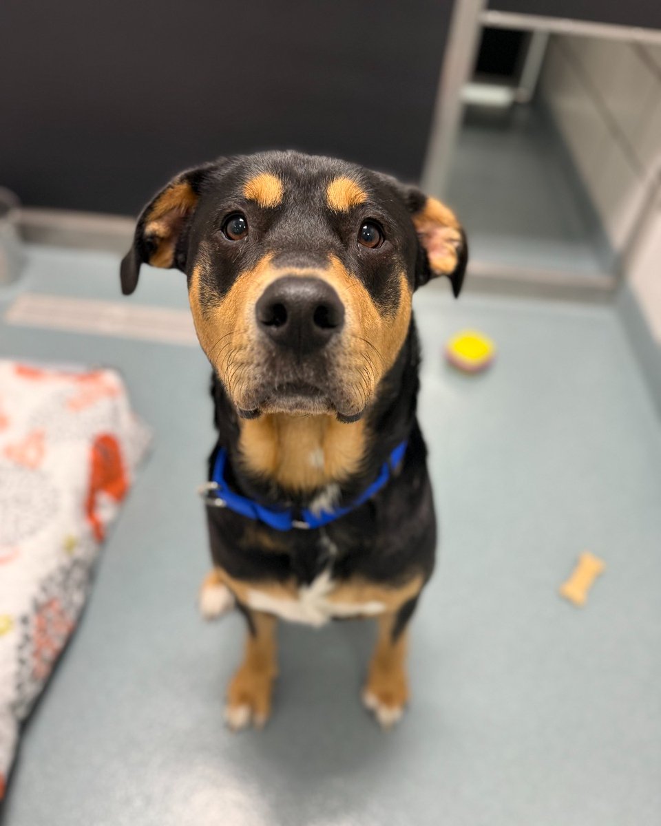 YourSPCA's tweet image. Waived Fee Wednesdays are happening every Wednesday now through August 27 at the SPCA Serving Erie County!
Adoption fees are waived for many animals one year or older, so you can skip the fee and go straight to the snuggles.
Learn more: YourSPCA.org/waived-fee-wed….