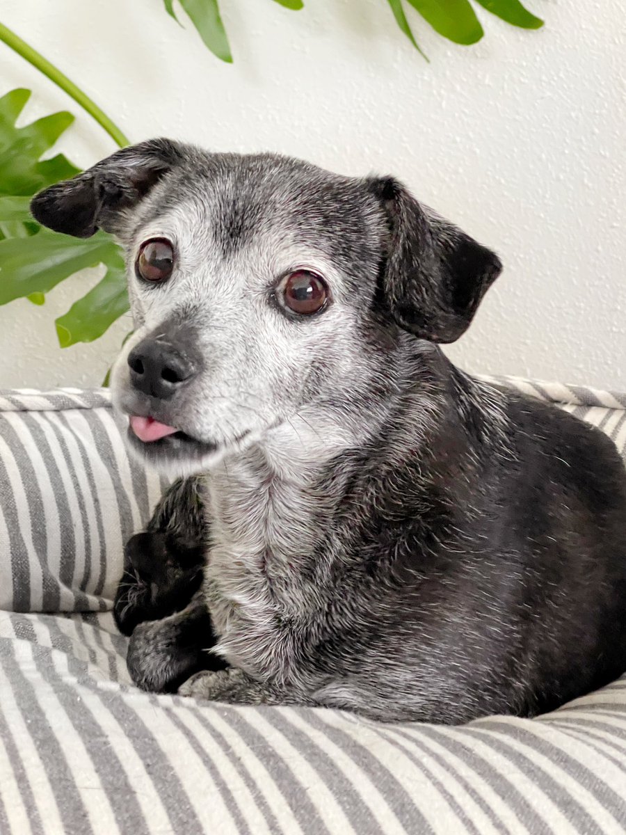 when someone says they want to share dessert. get your own.