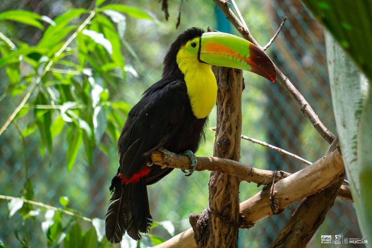 ¡Descubre al rey de los colores! 🌟🐦‍⬛🪶 El tucán es conocido por su plumaje vibrante y su pico impresionante. En ZooMorelia, podrás conocer más sobre esta ave fascinante y su hábitat natural. ¡Ven y admira su belleza! 🌿🦜 #ZooMorelia #Tucán