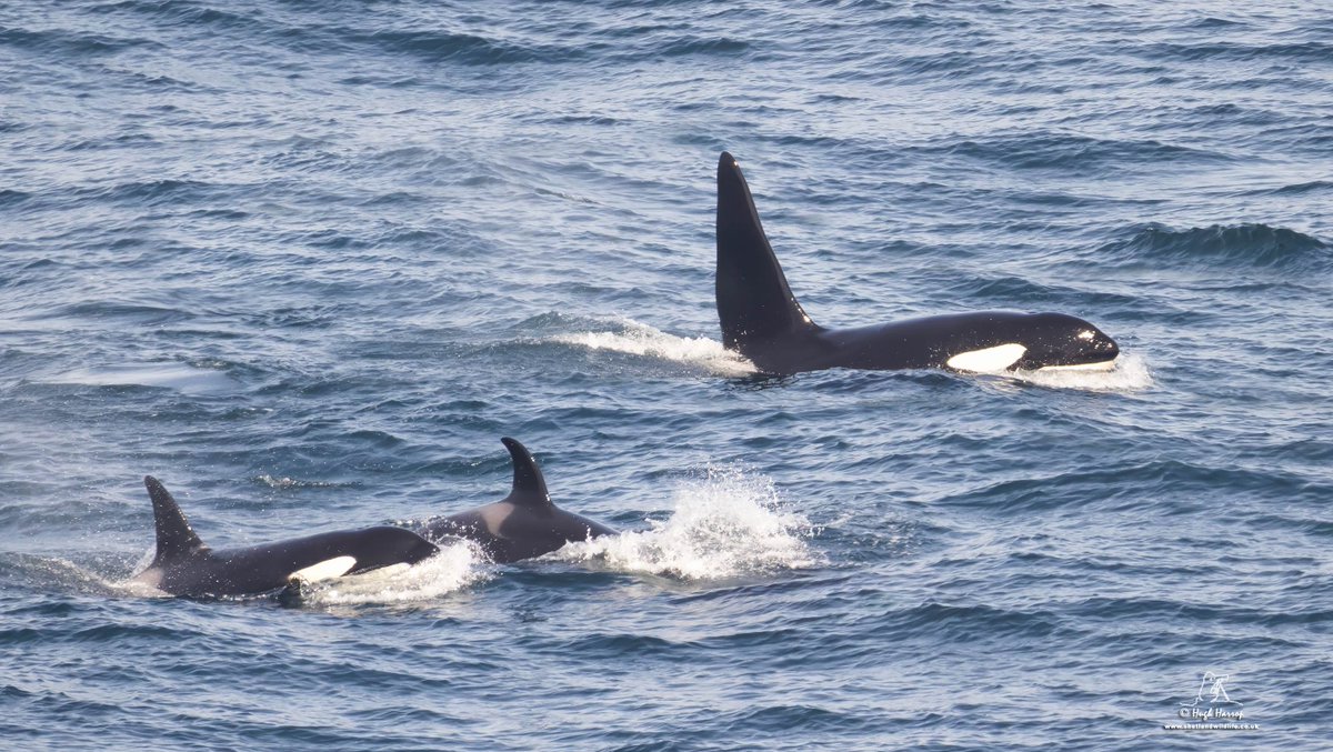 HughHarrop's tweet image. It's not just the weather Gods shining on us at the moment - the Orca Gods are too! An amazing morning for our @ShetlandWild 'Walk Shetland' group as we watched the '65s' pod - and the huge bull 'Busta' - close inshore off Gulberwick and Easter Quarff and points south to…