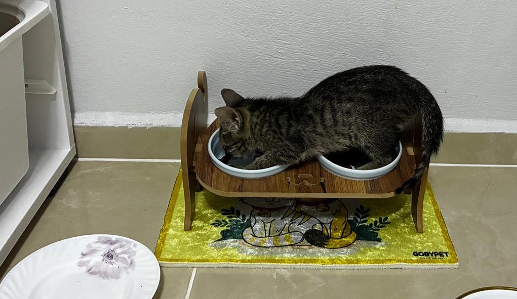 Beraber yesinler diye ikili mama kabı aldık,küçük olan Kabil çıktı😱