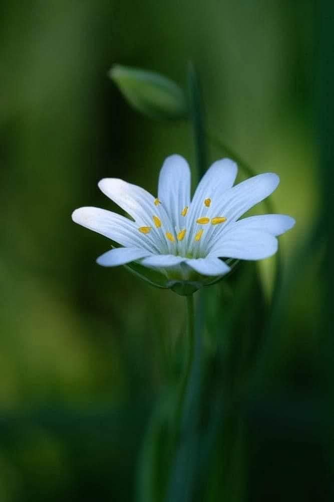 M Hussain (@mhussai50266474) on Twitter photo 