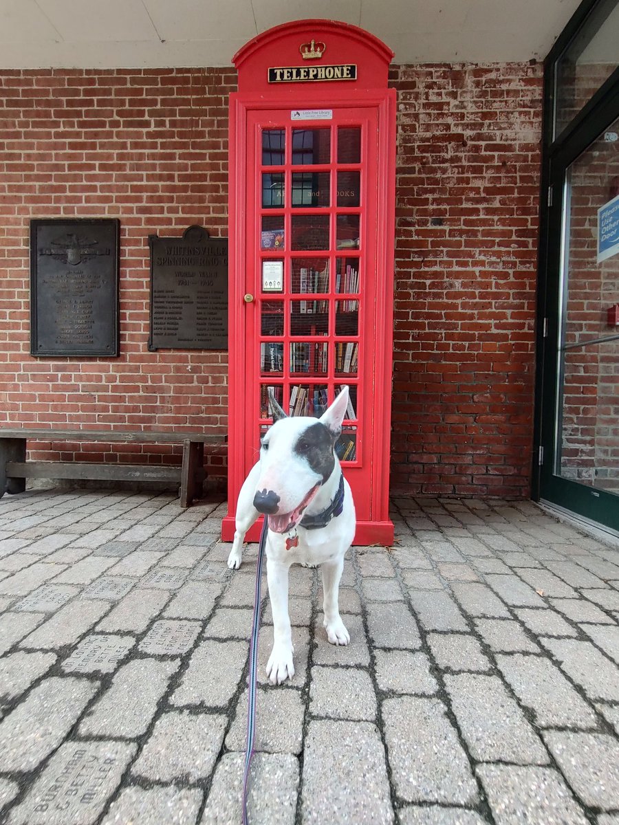 rexthetvterrier's tweet image. On today's #SpikesSpots, I thought I found Dr. Who, but it turned out to be a little free library, which is pretty cool, too.
#Spike #PuppyLove #Dogs #tuesdayvibe