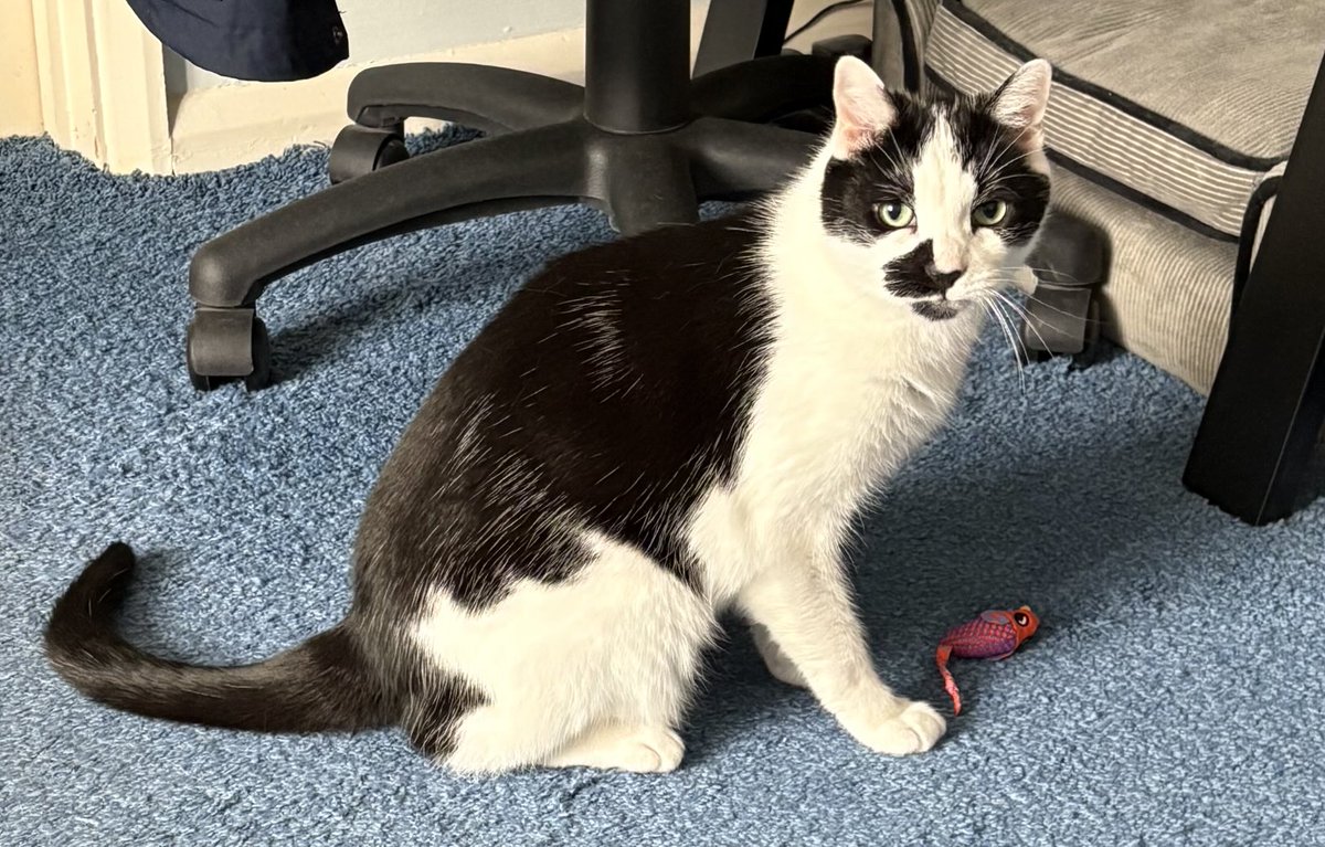 Orcinus68's tweet image. The boy has new stuff 😺 #CatsOfTwitter