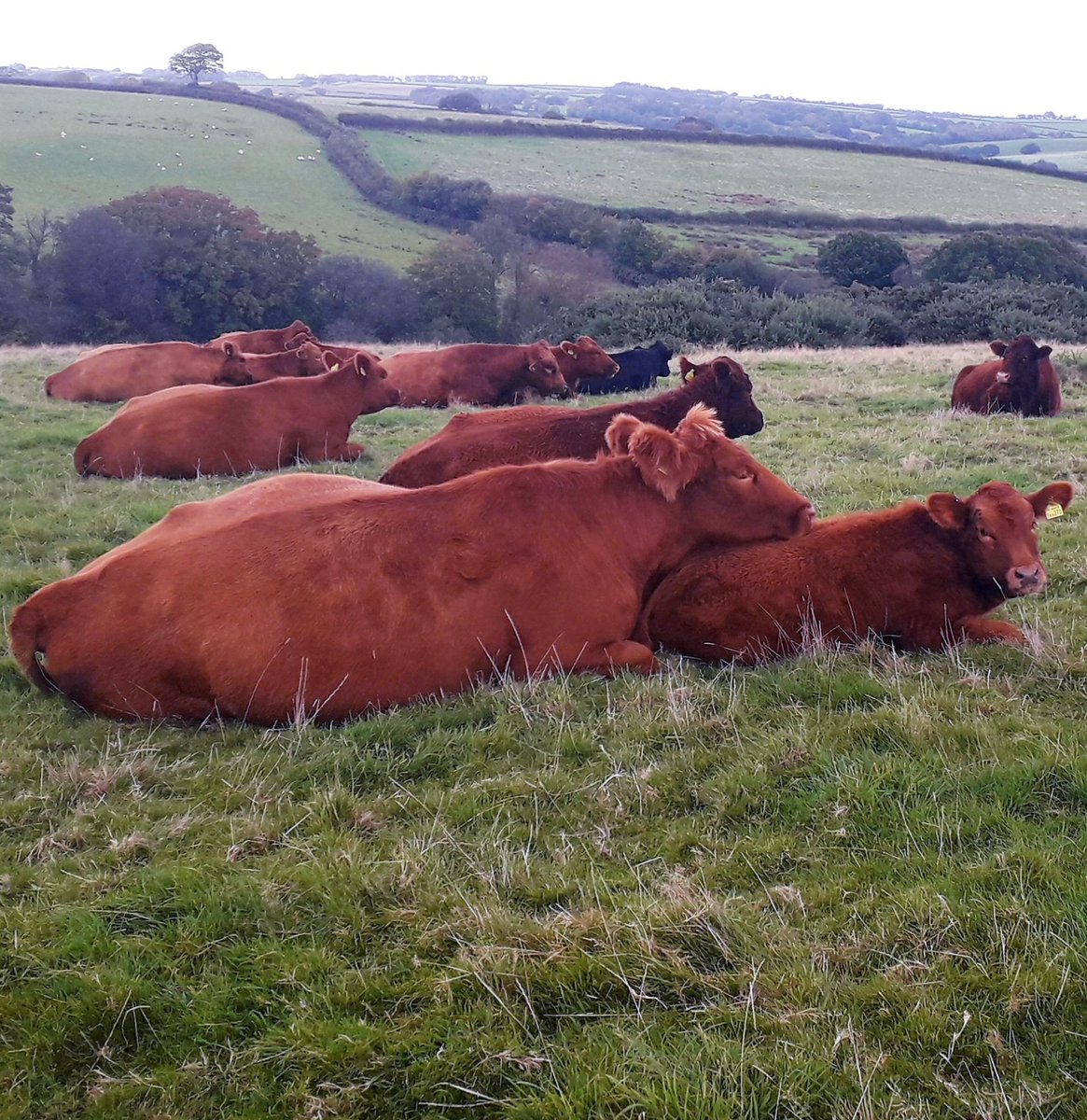 "Lawrence (1954) found that, on average, each cowpat produced 1,000 developing insects.  Assuming each cow produced 6 suitable pats per day, this was equivalent to 6,000 insects per day,  2.2 million insects per year for each cow kept outside all year-round" #biodiversity #cows