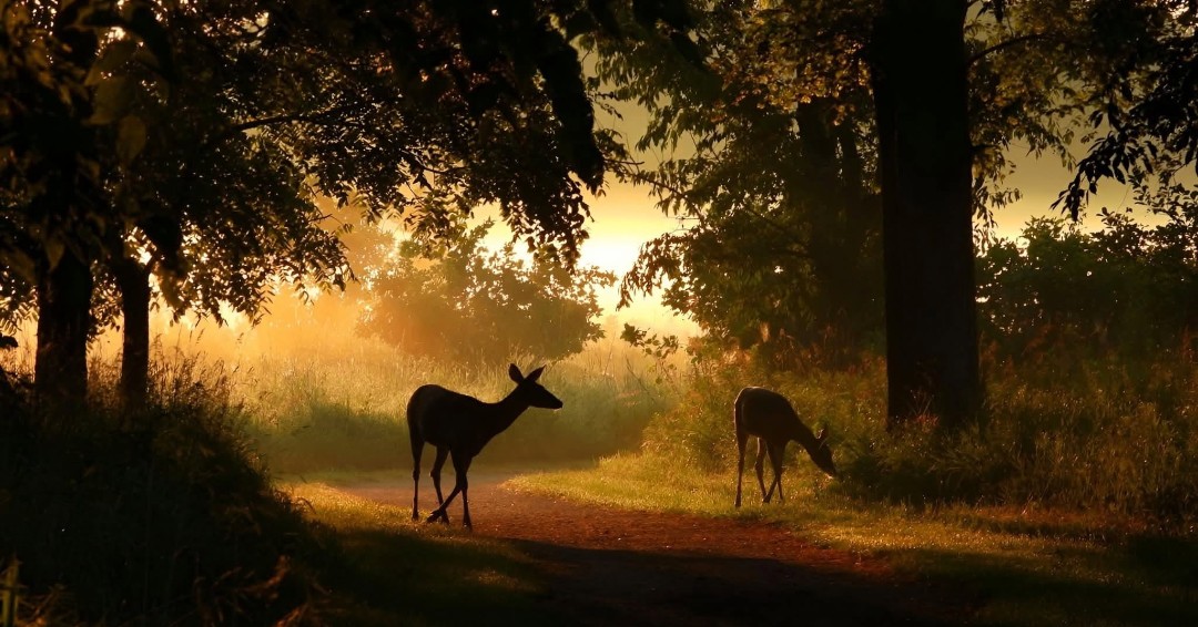 Check out this beautiful capture of a couple of deer enjoying the calm of an early morning sunrise. (Photo courtesy of Jen Radwan)  

#NaturePhotography #Wildlife #Deer