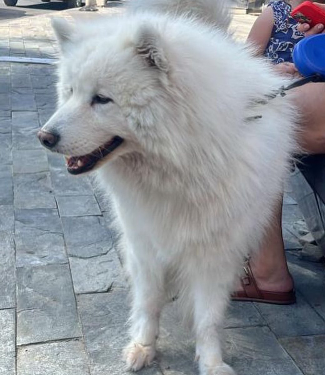 Oscar 4 yaşında, kısır, erkek, Samoyed cinsi bir kopek. Pasaportu ve çipi var. Egitimli. Ailesi Dubai’ye tasinacagi icin Oscar’ı sokağa atmis. Maslak/ Istanbul’da. Samoyed cok uysal ve sadıktır ve sokakta asla yapamaz.  
Iletisim: Burcu Kurtis 0532 445 34 80