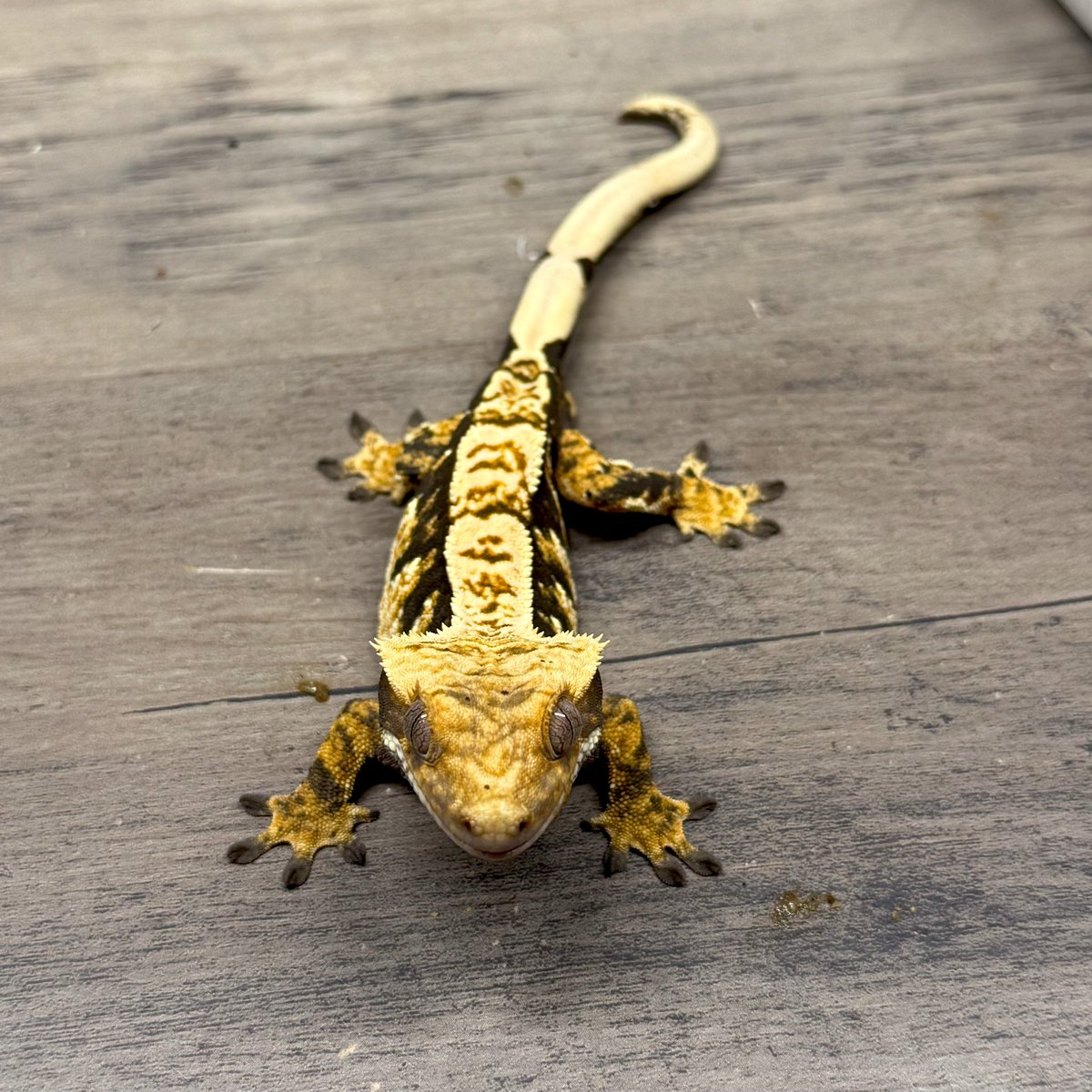 RadEye_reptiles's tweet image. たまにはノーマルの子も🦎
トリカラーダークハーレクイン♂ 25g 24.11.13生まれ