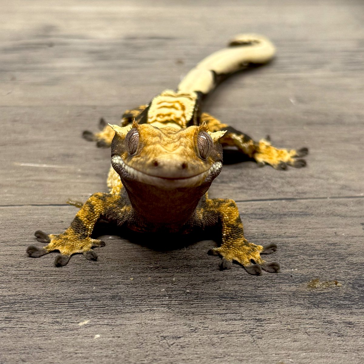 RadEye_reptiles's tweet image. たまにはノーマルの子も🦎
トリカラーダークハーレクイン♂ 25g 24.11.13生まれ