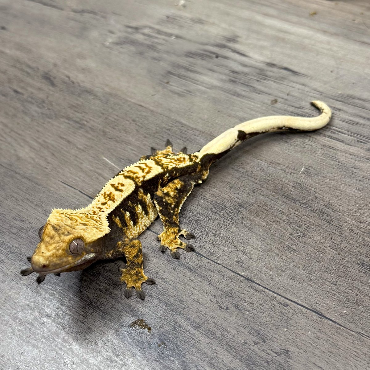 RadEye_reptiles's tweet image. たまにはノーマルの子も🦎
トリカラーダークハーレクイン♂ 25g 24.11.13生まれ