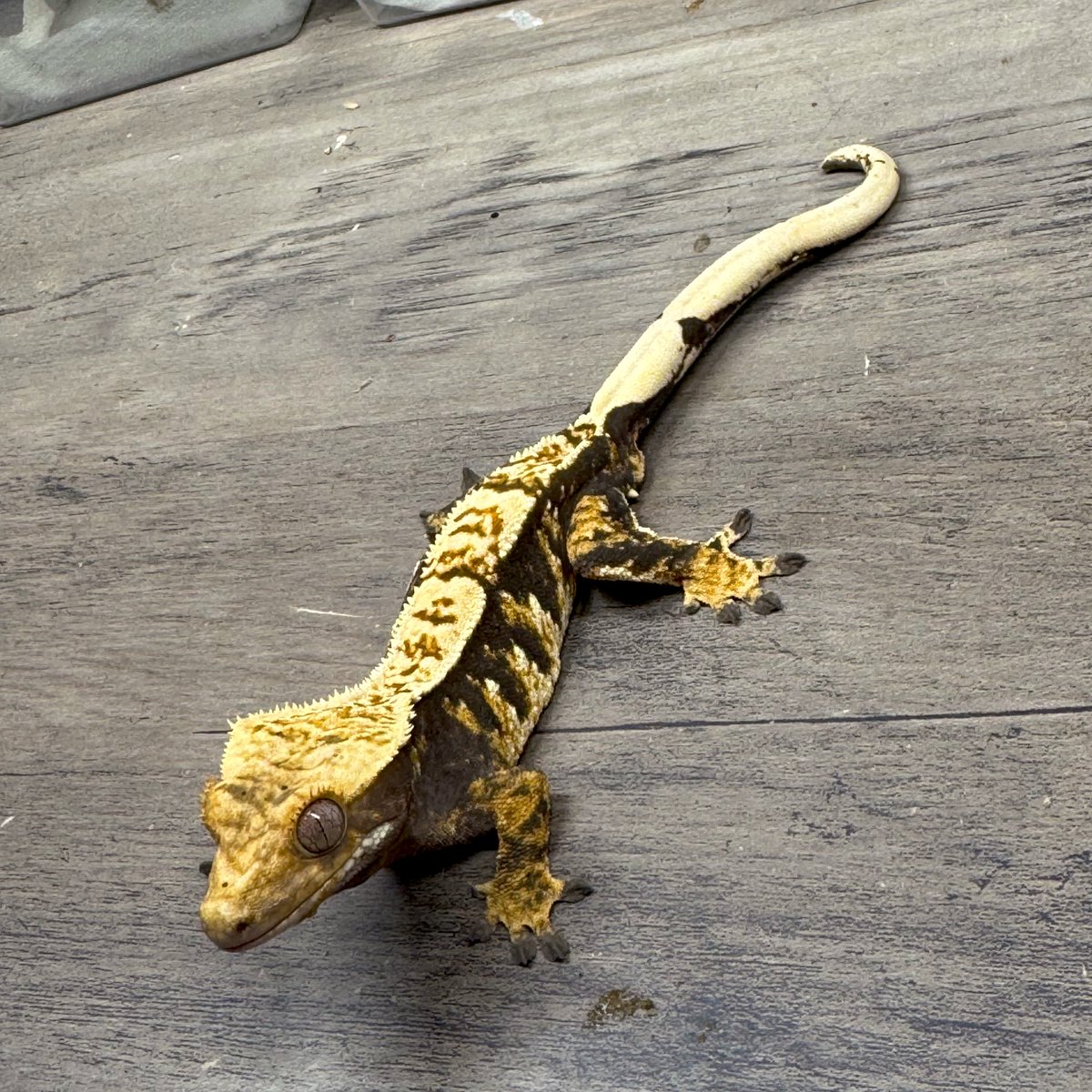 RadEye_reptiles's tweet image. たまにはノーマルの子も🦎
トリカラーダークハーレクイン♂ 25g 24.11.13生まれ