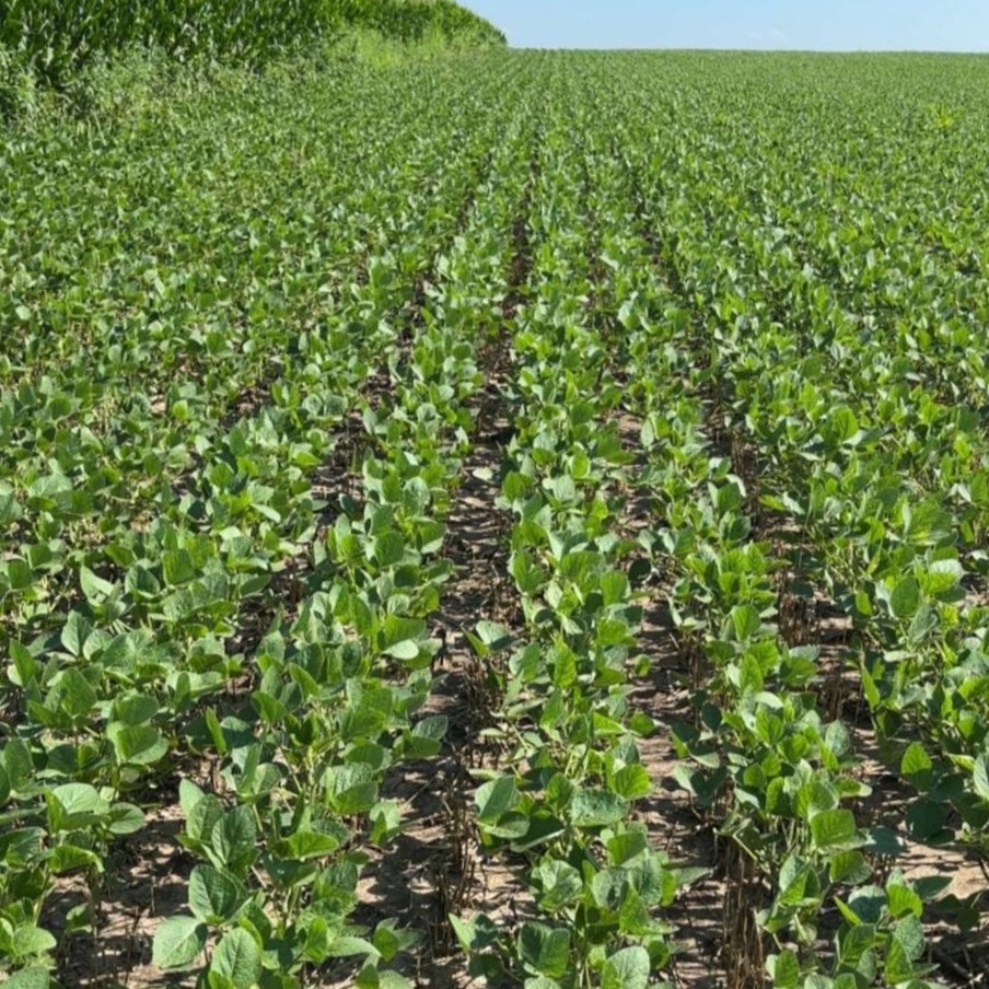 bw_fusion's tweet image. Check out these soybeans 👀 Rich green color, no curling, zero signs of stress. Just one day after an Enlist One and Liberty herbicide spray. 💪

The secret? Relax RX.
Mixed right in the tank, it helps your crop handle herbicide stress without missing a beat.