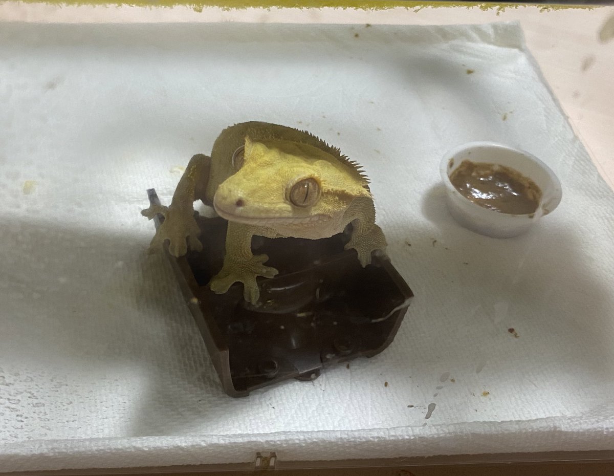 smiledego's tweet image. 恐怖の餌皿取りと掃除
ビフォーアフター
#クレス