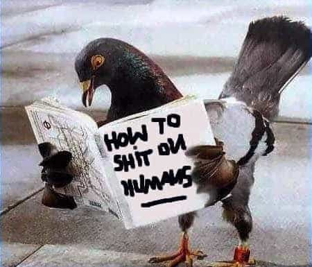 Not good with faces? Pigeons are, and it’s faces in particular that they recognize. Pigeons possess a shrewd intelligence, and even with different clothes, pigeons are able to recognize particular faces and use this ability to stay away from people who aren’t especially friendly.