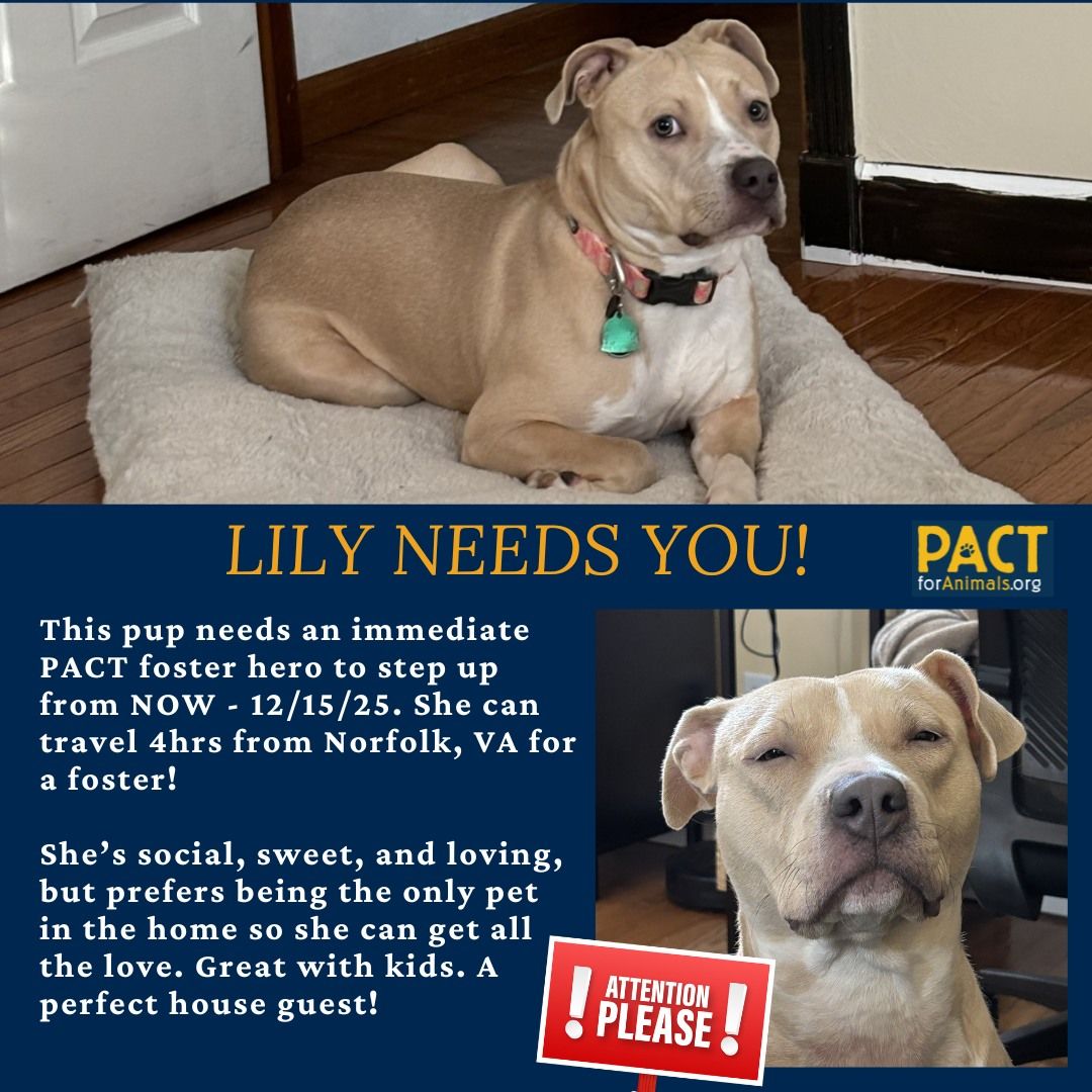NOT_CFJ's tweet image. #Foster Lily while her military human is deployed
pactforanimals.org/pets/lily-m/
@pactforanimals
#PACTforAnimals #AnimalWelfare #PACTPet #FosterPet #MilitaryPet #MilitaryFoster #FosterPets #SupportOurTroops #FosterAnimals #FosterHeroes #PACTFoster #FosterDog #FosterVA #FosterPA