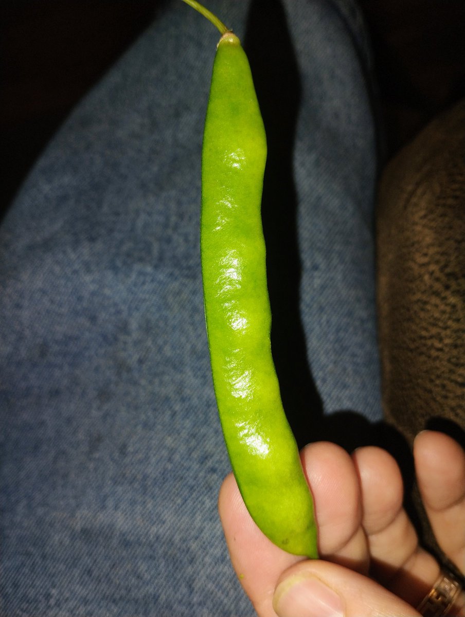 BillyRoper70606's tweet image. Old time 'greasy bean' variety of green bean picked this morning and currently being strung. Many such cases.