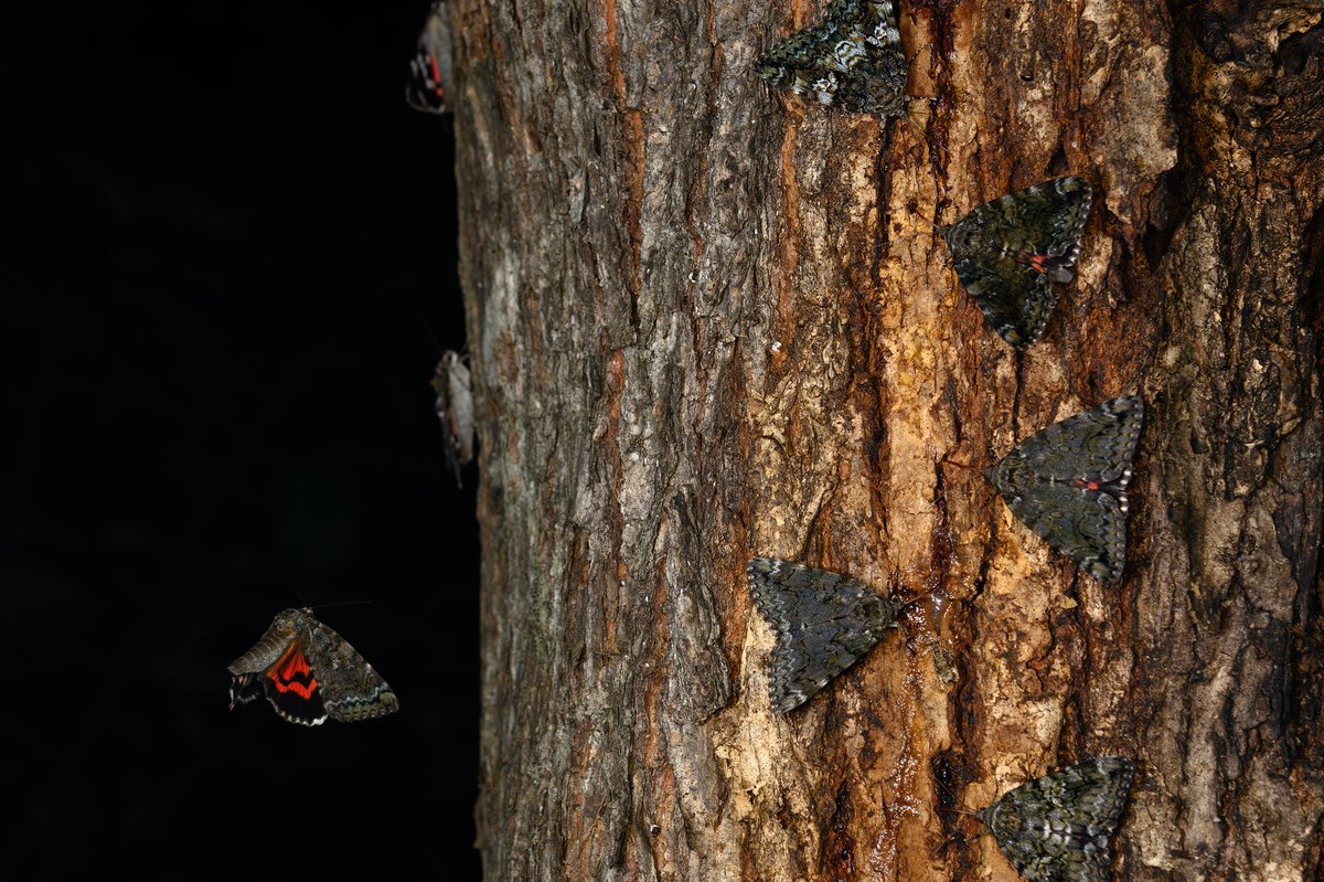 KUDO Seiya tweet media