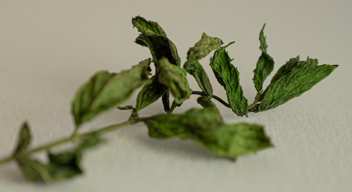 a1ienrat's tweet image. I did it I got a camera. Unfortunately I'm stupid so it's gonna take me 10-12 years to learn how to use it properly!