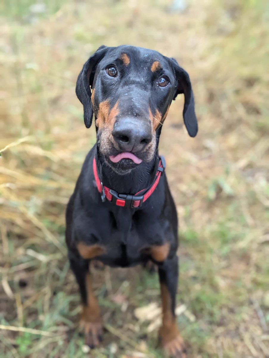 UkRescue's tweet image. Hi, I’m Ronnie, a 5-year-old pup looking for my forever home! My old family loved me dearly, but their child’s allergies meant I had to move on—it broke their hearts, and mine too.
I’m a super sweet guy, wagging my tail for everyone I meet at the rescue. I’ve lived with kids…