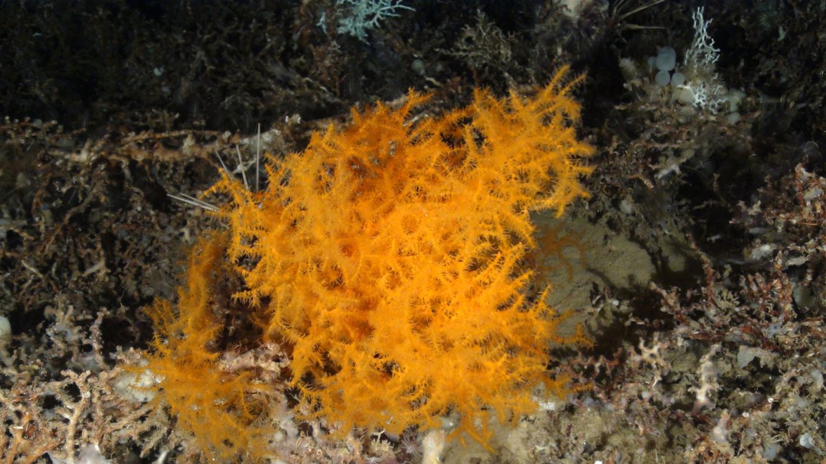 The protection of <a href="/Cabliers_Reefs/">Cabliers_Reefs</a> is now official, after Spanish Minister <a href="/LuisPlanas/">Luis Planas Puchades</a> announced a fishing ban in the area last month at #UNOC3. 

Oceana, who discovered the reef, welcomes this important step forward by <a href="/gobmapa/">Ministerio de Agricultura, Pesca y Alimentación</a> and urges neighbouring Med countries to follow suit.