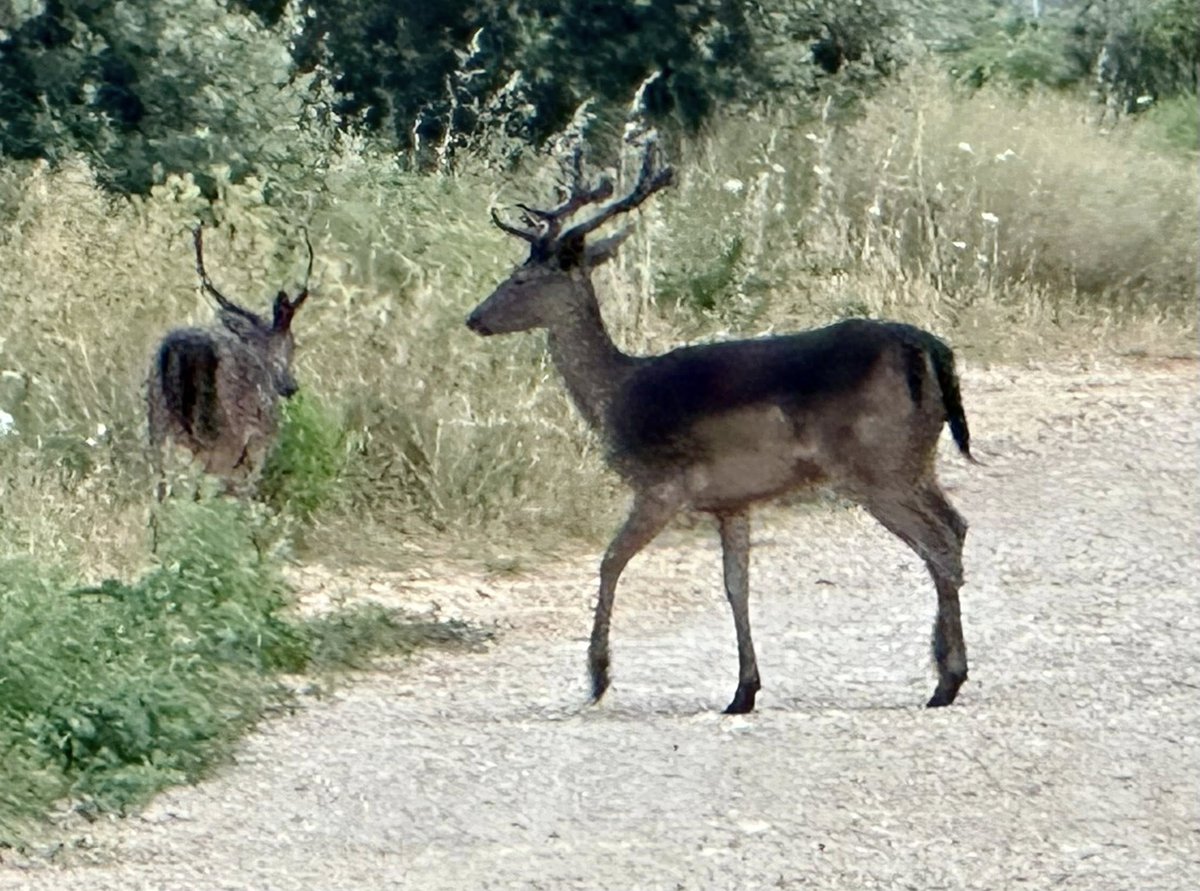 miha_simnovec's tweet image. In front of our apartment and on the terrace 🦌🦋🐦‍⬛#Lopari #Osor #lošinj #Lussino #cres #nostressoncres #Adria #sea #morje #meri #animals #elain #tier #deer #damjak #jelen #butterfly #bird #lastovice #ptice #nature #luonto #NaturePhotography #Hrvatska #Croatia #Kroatien #Hrvaška