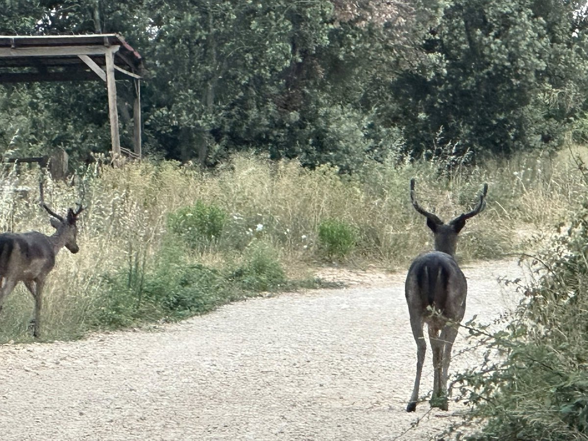 miha_simnovec's tweet image. In front of our apartment and on the terrace 🦌🦋🐦‍⬛#Lopari #Osor #lošinj #Lussino #cres #nostressoncres #Adria #sea #morje #meri #animals #elain #tier #deer #damjak #jelen #butterfly #bird #lastovice #ptice #nature #luonto #NaturePhotography #Hrvatska #Croatia #Kroatien #Hrvaška