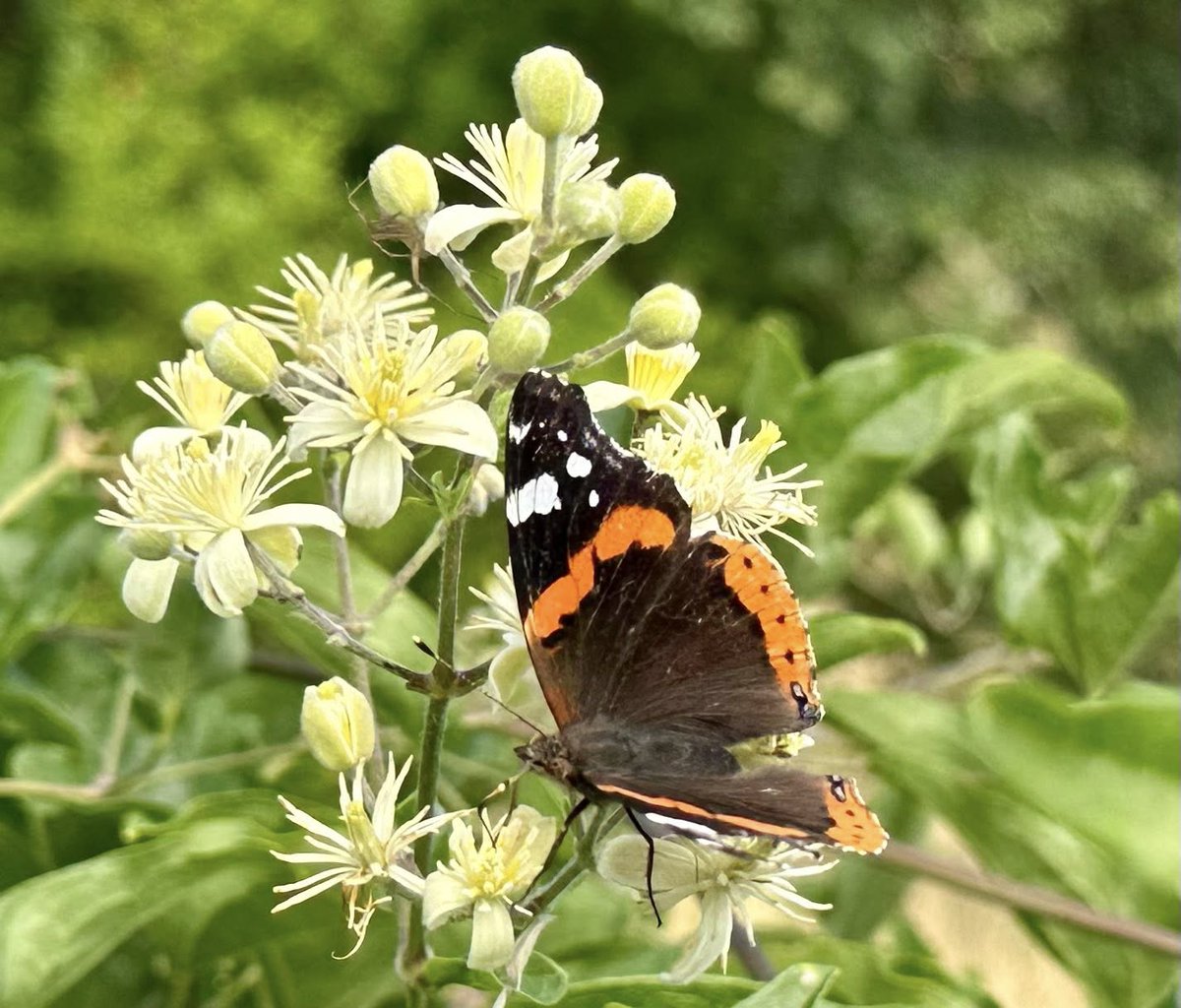 miha_simnovec's tweet image. In front of our apartment and on the terrace 🦌🦋🐦‍⬛#Lopari #Osor #lošinj #Lussino #cres #nostressoncres #Adria #sea #morje #meri #animals #elain #tier #deer #damjak #jelen #butterfly #bird #lastovice #ptice #nature #luonto #NaturePhotography #Hrvatska #Croatia #Kroatien #Hrvaška