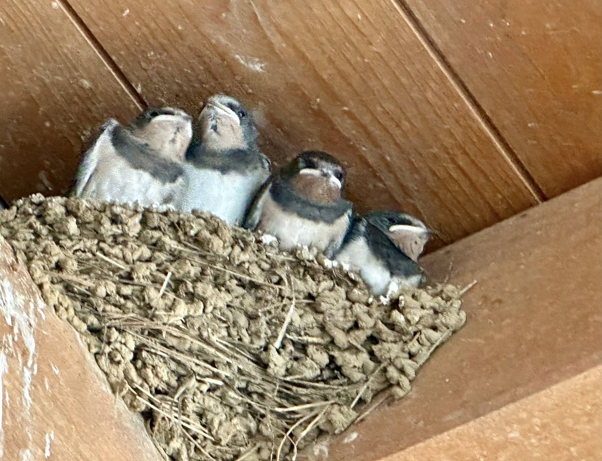 miha_simnovec's tweet image. In front of our apartment and on the terrace 🦌🦋🐦‍⬛#Lopari #Osor #lošinj #Lussino #cres #nostressoncres #Adria #sea #morje #meri #animals #elain #tier #deer #damjak #jelen #butterfly #bird #lastovice #ptice #nature #luonto #NaturePhotography #Hrvatska #Croatia #Kroatien #Hrvaška