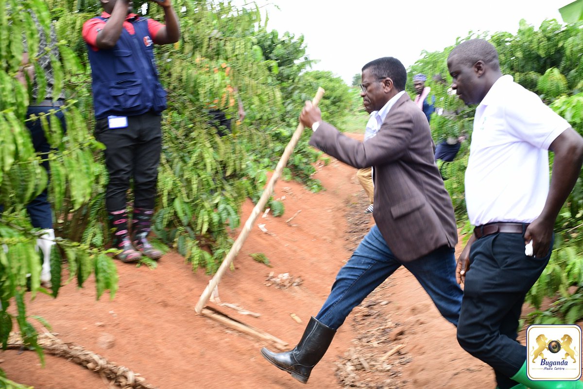 BugandaKingdom_'s tweet image. Mmwanyi terimba, lutalo lwa kugoba bwavu.
#mmwanyiterimba2025