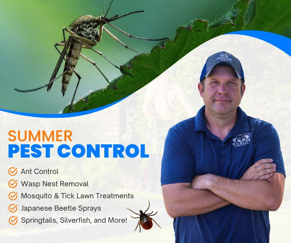 awcmilwaukee's tweet photo. ☀️ Summer’s great - until the bugs crash the party! Keep your yard pest-free with our professional pest control services! 🐜🦟🕷️ Bye-bye bugs, hello backyard bliss! 

#AdvancedPestPros #BugFreeSummer #PestControl https://t.co/N9cyKg0zdM