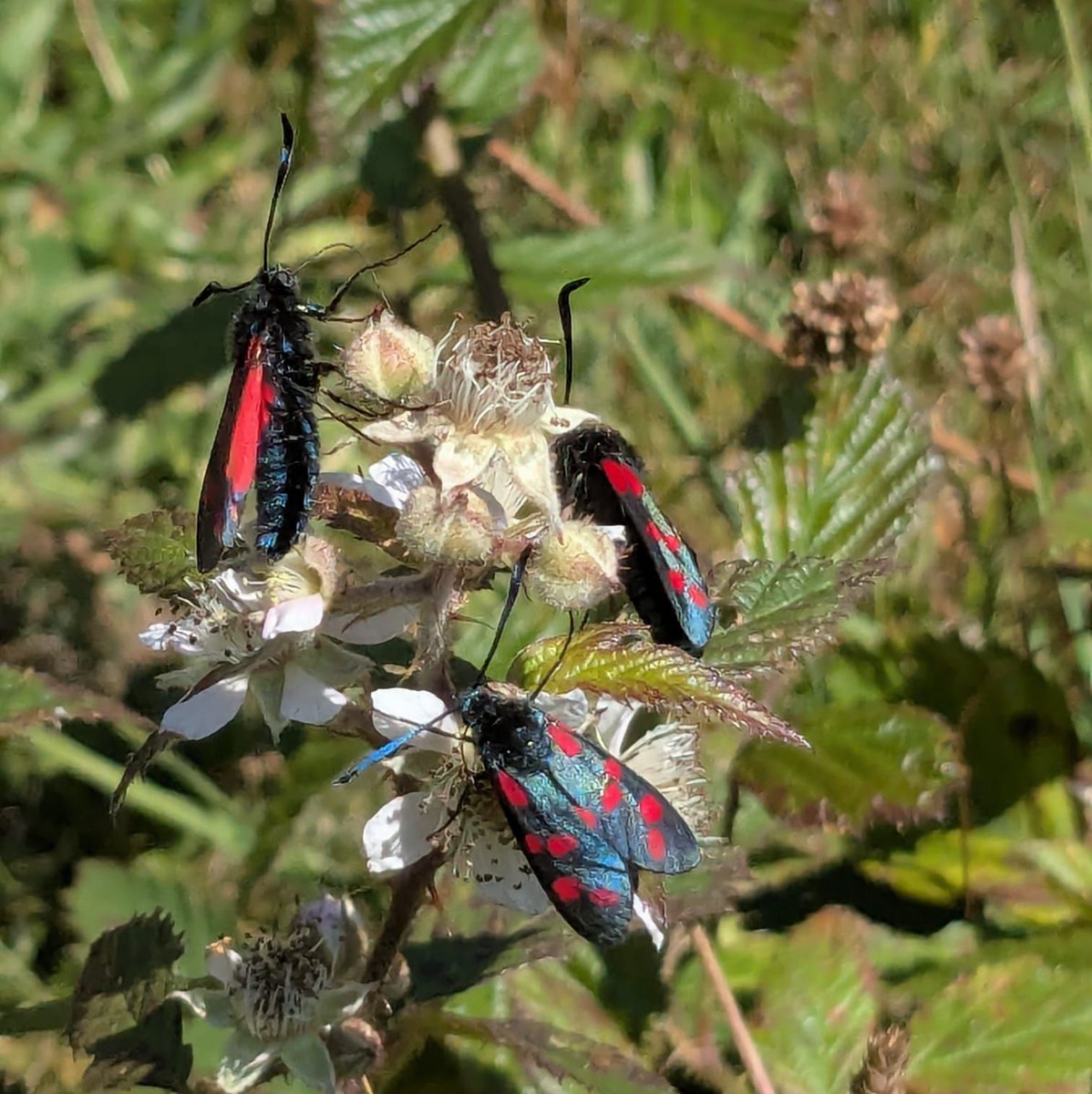 DevonWildlife's tweet image. It&apos;s #MothWeek2025 and these might be some of the most eye-catching moths you&apos;ll see in Devon!

This is the six-spot burnet moth - a day-flying moth with six red spots on each forewing - which is commonly found in grasslands. 🦋 

Learn more 👇 
buff.ly/yTqiZ0I 

📷: DWT