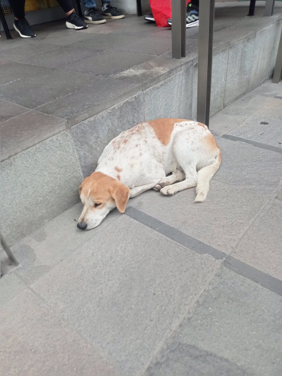 MsfernanMarisol's tweet image. Este perrito ha sido dejado por alguien que entró al centro cultural pucp @CCULTURALPUCP .. Está llorando, a cada rato asoma a la puerta.