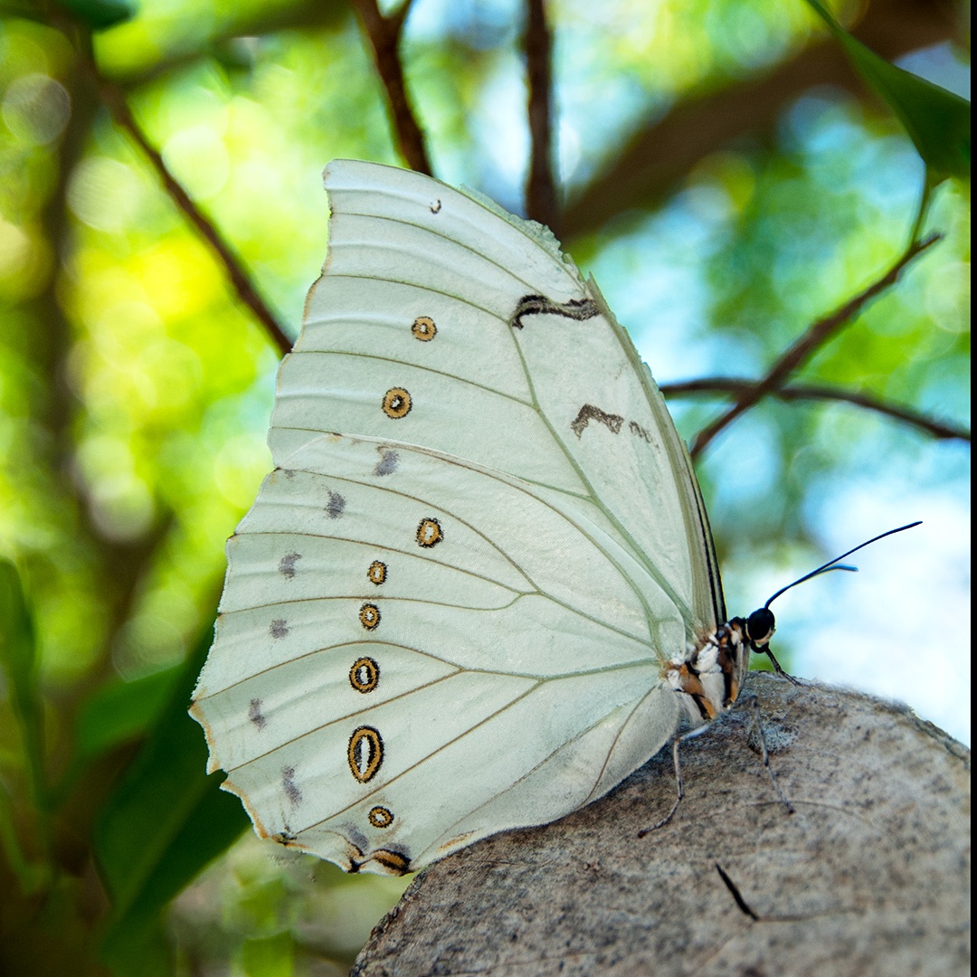 NateyesPhoto's tweet image. White Morpho Butterfly
Delicate and beautiful!!

#nature #butterflies #butterfly #photography #wanderlust #macrophotography #naturephotographer #traveltheworld