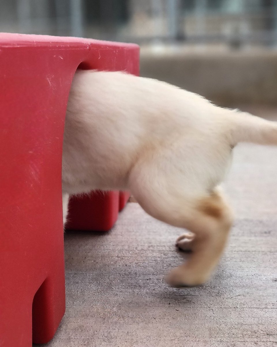 SeeingEyeInc's tweet photo. From Seeing Eye puppy to super pup! πΆπ¦Έ
Krypto couldn't resist showing off the quick-change skills he learned from his favorite superhero!
Did you know The Seeing Eye now accepts cryptocurrency donations? https://t.co/KVzZB05nFl
#SeeingEye #Superman #CryptoForGood #Krypto https://t.co/llpK1U5gMT